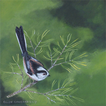Long tailed tit