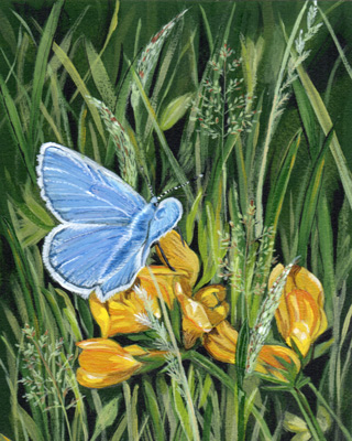 Meadow Blue butterfly