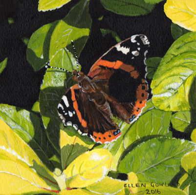 Red Admiral butterfly