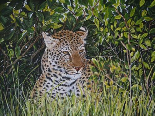 Cheetah