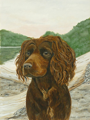 Chocolate spaniel