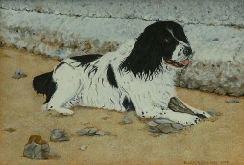 Spaniel