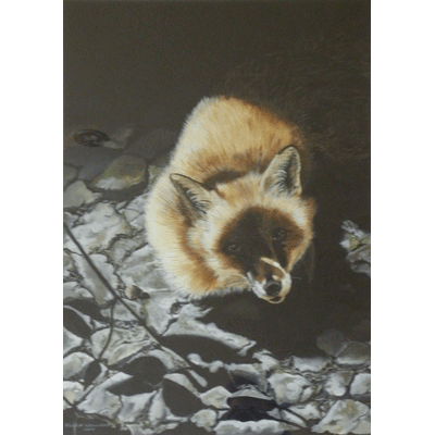 Fox