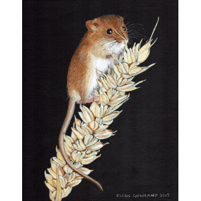 Harvest mouse
