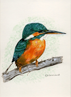 Kingfisher