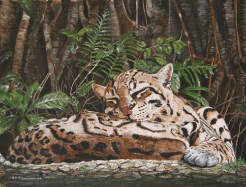 Ocelot