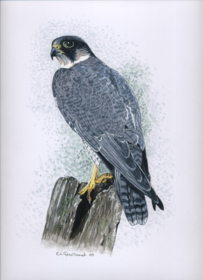 Peregrine