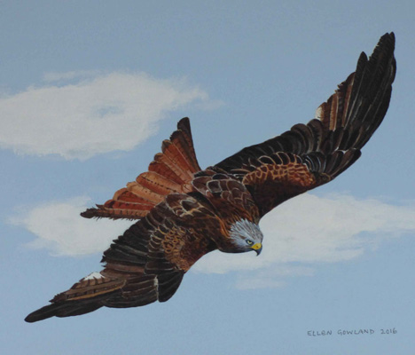 Red kite