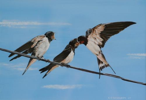 Swallow family
