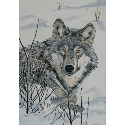 Wolf